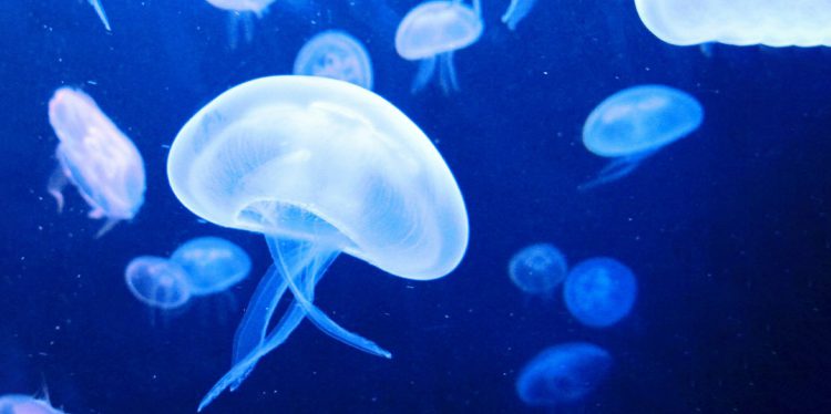 Le punture di mare: come fare attenzione a meduse, tracine e ricci di mare