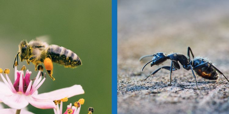 I morsi e le punture dell’estate: insetti e animali a cui fare attenzione