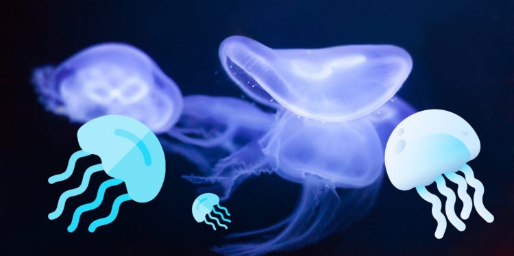 puntura di medusa cosa fare