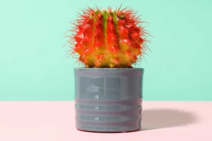 Emorroidi interne: sintomi, cause e rimedi