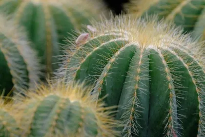 Dieta per emorroidi, alimenti da evitare e alimentazione utile per ridurre i sintomi