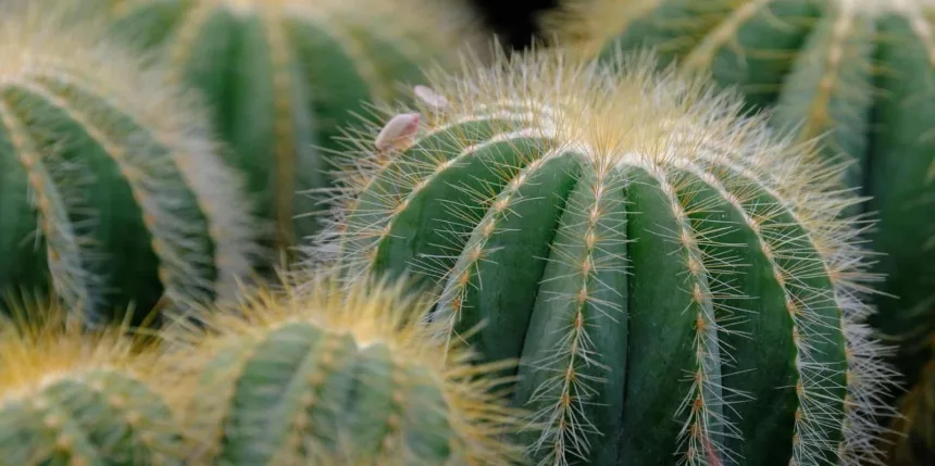Dieta per emorroidi, alimenti da evitare e alimentazione utile per ridurre i sintomi