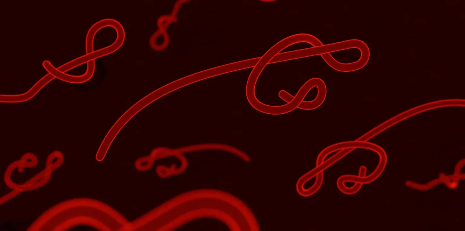 Che cos&rsquo;&egrave; il verme solitario e come possiamo prenderlo