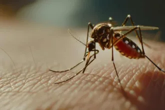 GM contro la malaria