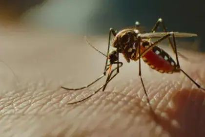 GM contro la malaria