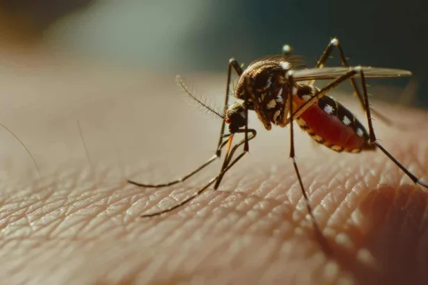 GM contro la malaria