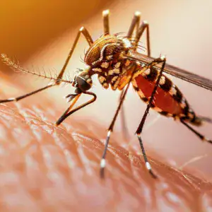 Punture di insetti: come riconoscerle e calmare il prurito
