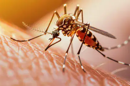 Punture di insetti: come riconoscerle e calmare il prurito