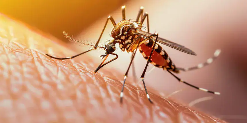 Punture di insetti: come riconoscerle e calmare il prurito